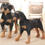 Peluche Chien Dobermann