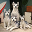 Peluche Chien Husky de Sibérie